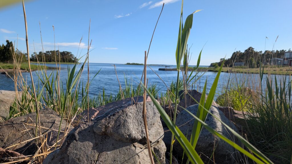 Gräser am Meer nahe Oskarshamn
